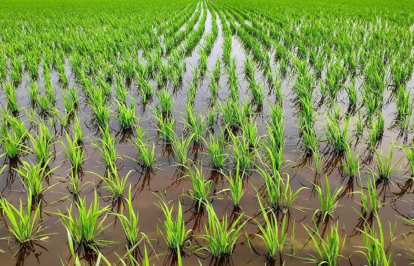 REALISE Rolls Out Climate-Smart Agriculture Across 240 Communities